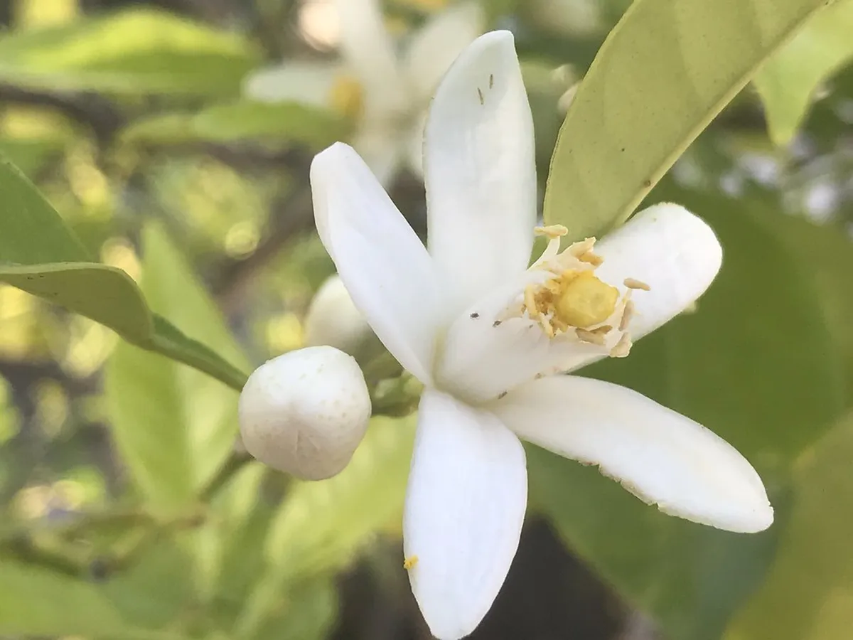 Best Food Festivals Europe: Top 2026 Culinary Events