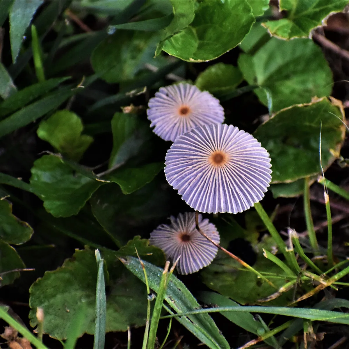 Festivals UK Ireland Year Calendar: 2026 Event Guide