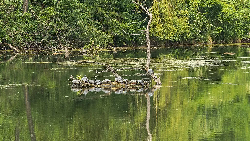 More Christmas Magic: London's Festive Season in Vienna