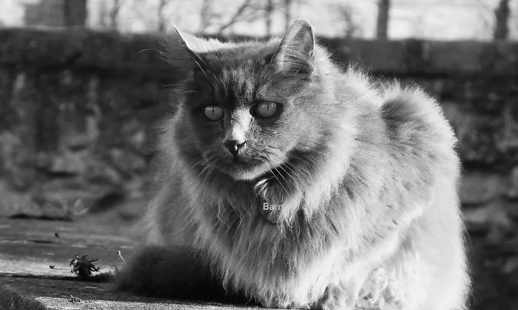 Special Sessions: Toddler, Relaxed, and Sensory-Friendly in Edinburgh