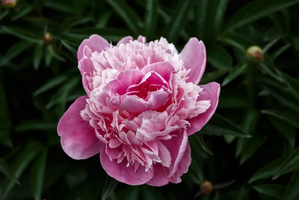 Best Cultural Heritage Festivals for Families