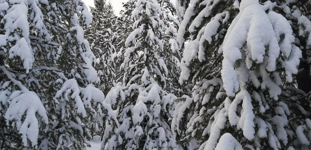 Essential Logistics for Festival Travelers