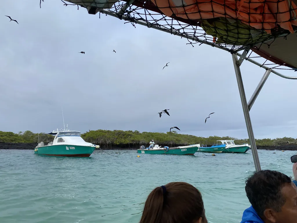 Pre-Registration and Securing Tomorrowland Tickets in Boom