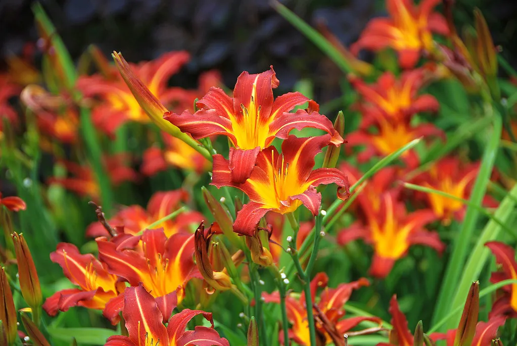 Iconic Flower Festivals to Visit This Spring