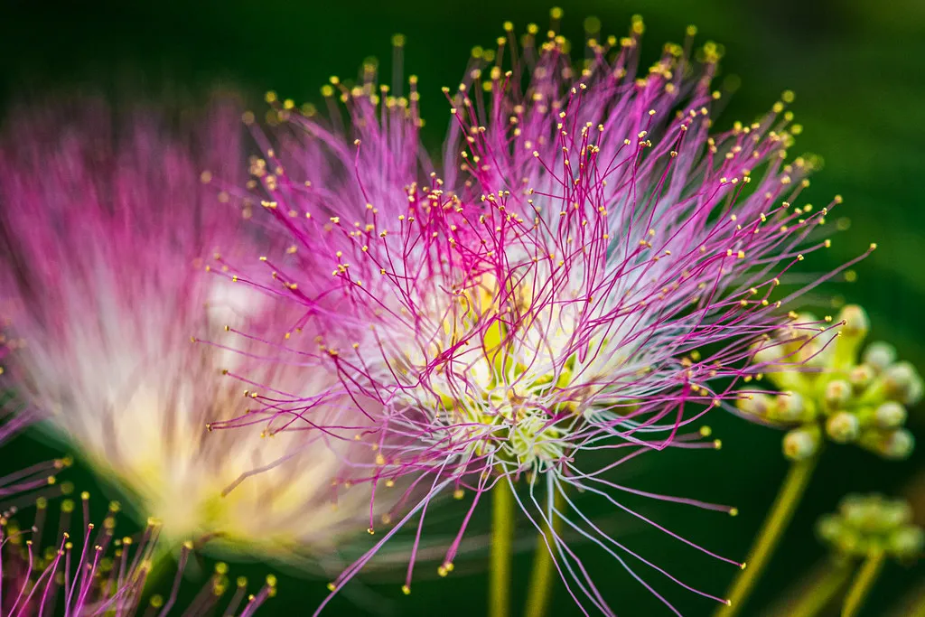 Tomorrowland Belgium 2026: Official Dates and Theme in Boom