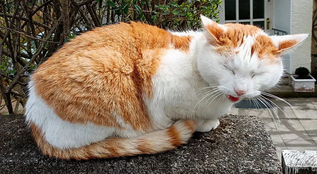 Last-Minute Booking Strategy (30 Days or Less) in Munich