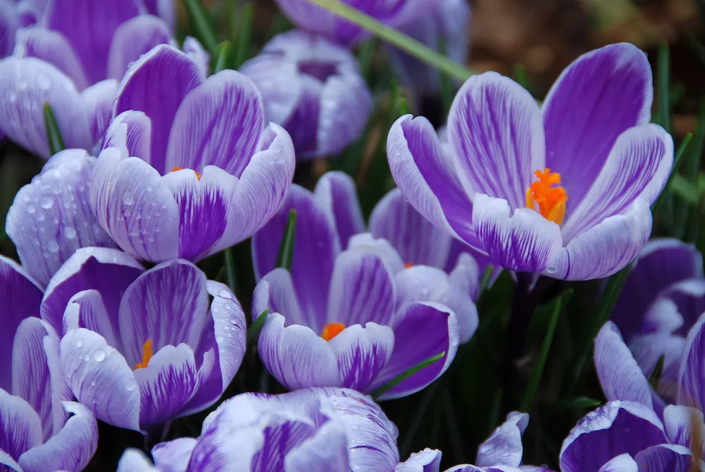 Iconic Christmas Markets of Central Europe