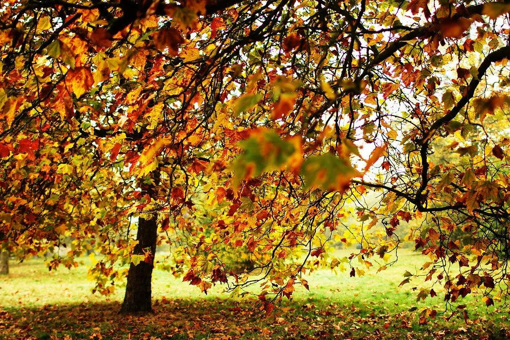 Local Logistics and Getting to Hyde Park in London